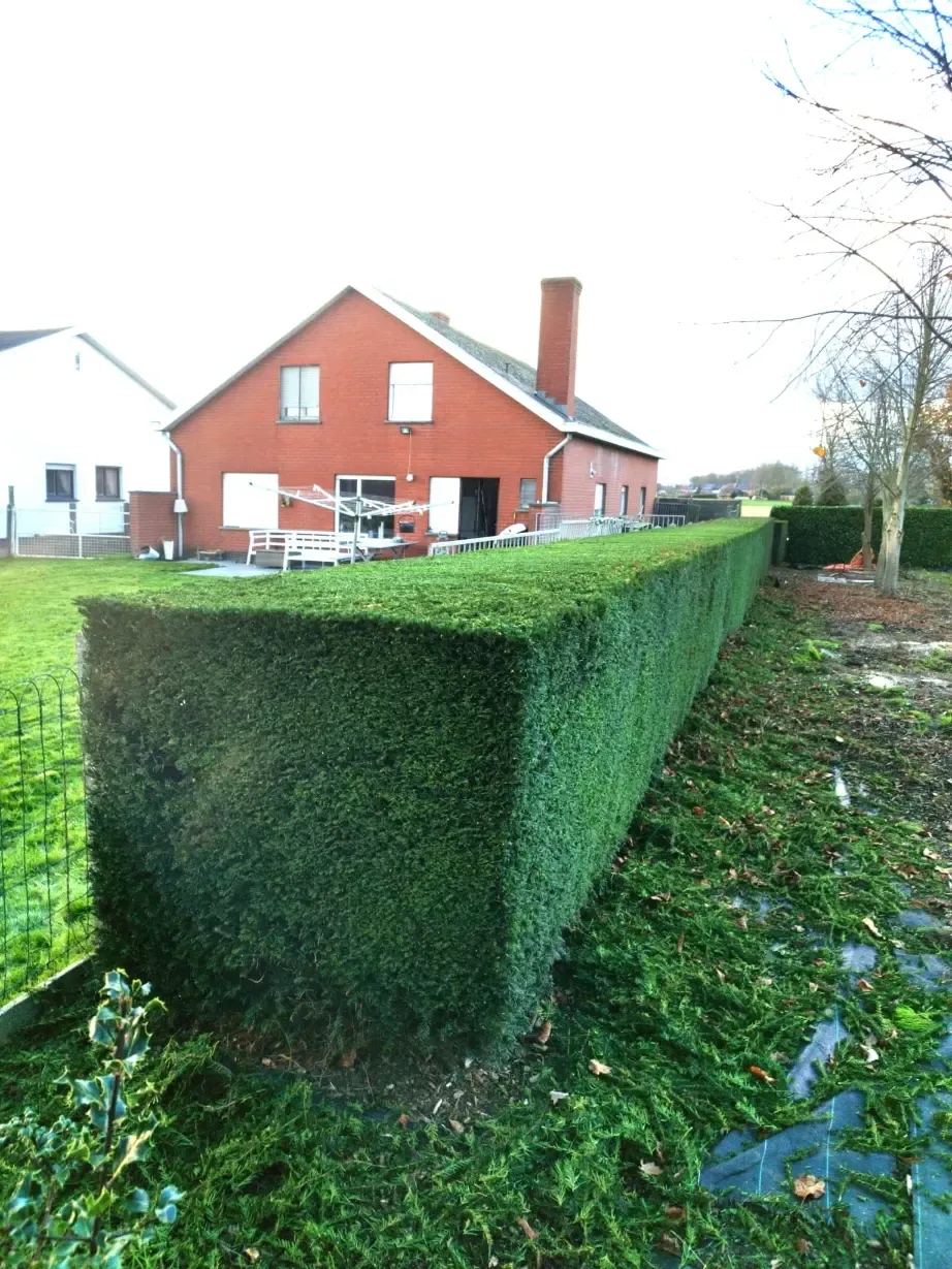 Professioneel tuinonderhoud met vakkundig snoeiwerk en gazonverzorging door Geoffrey Debergh in Poperinge